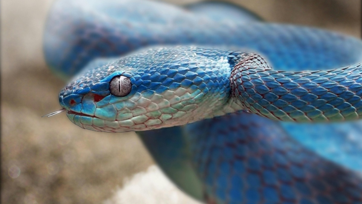 Verme de oito centímetros é encontrado em cérebro de mulher