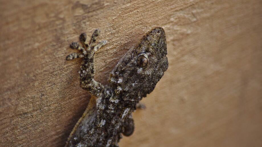 Apesar de sua aparência causar certo desconforto em algumas pessoas, as lagartixas não representam nenhum risco à saúde humana. 