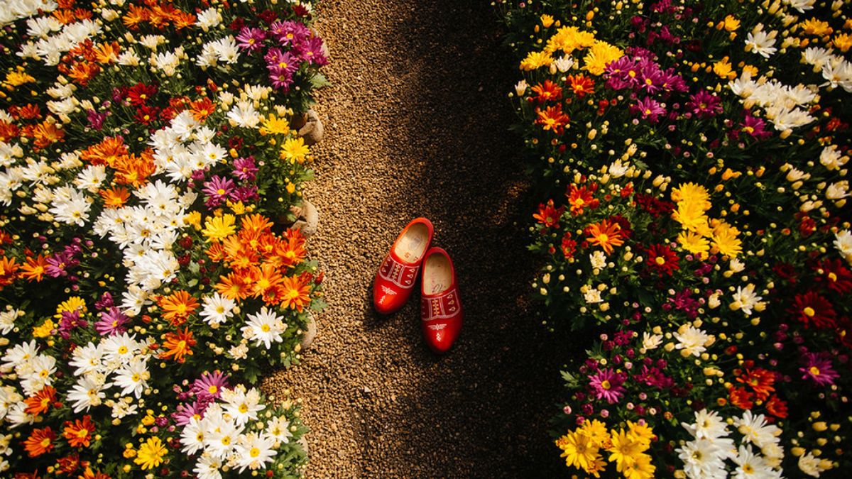 Campos floridos e tradição holandesa fazem de Holambra o destino mais procurado da primavera no Brasil