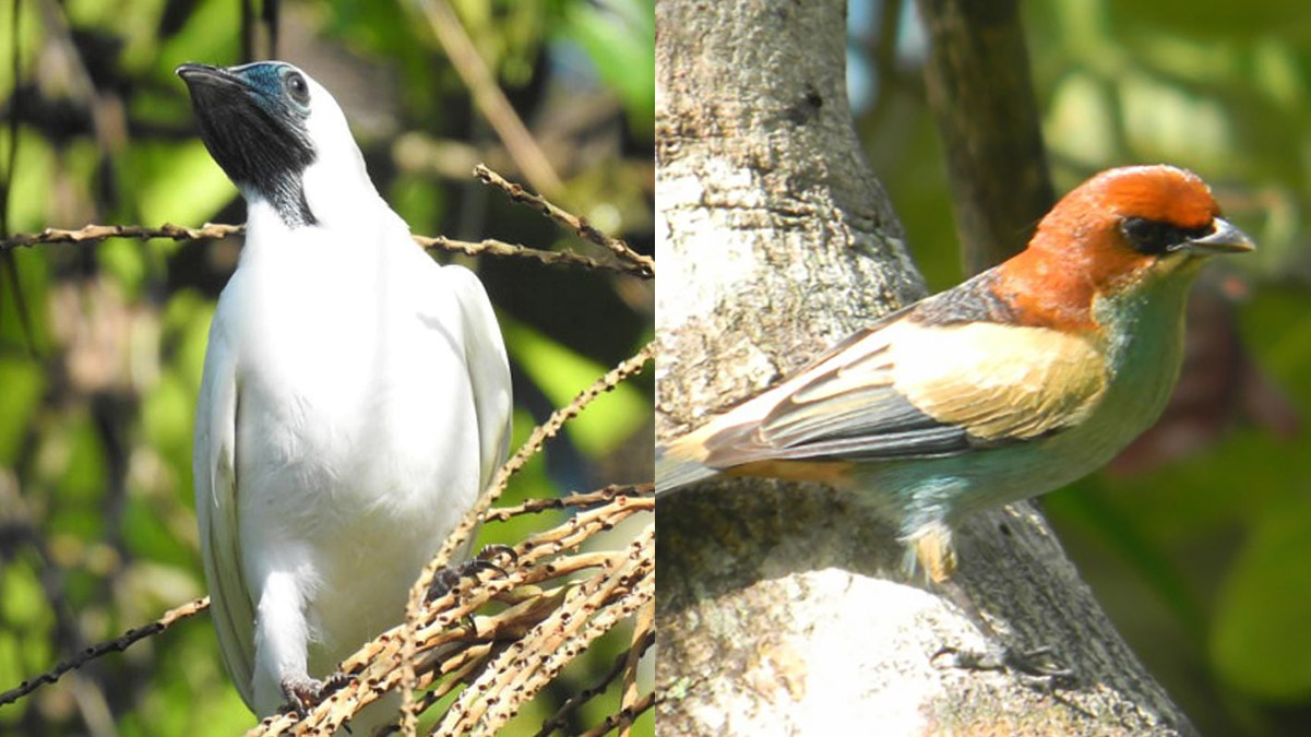 O empreendimento é alvo de protestos de ambientalistas que tentam defender 90 mil metros de mata atlântica e o entorno do Parque Estadual Xixová-Japuí.