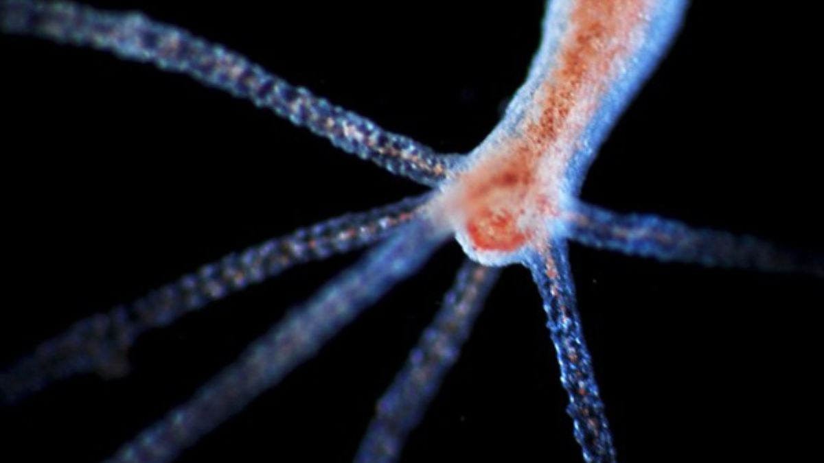 O segredo da juventude eterna pode estar mais próximo do que esperávamos