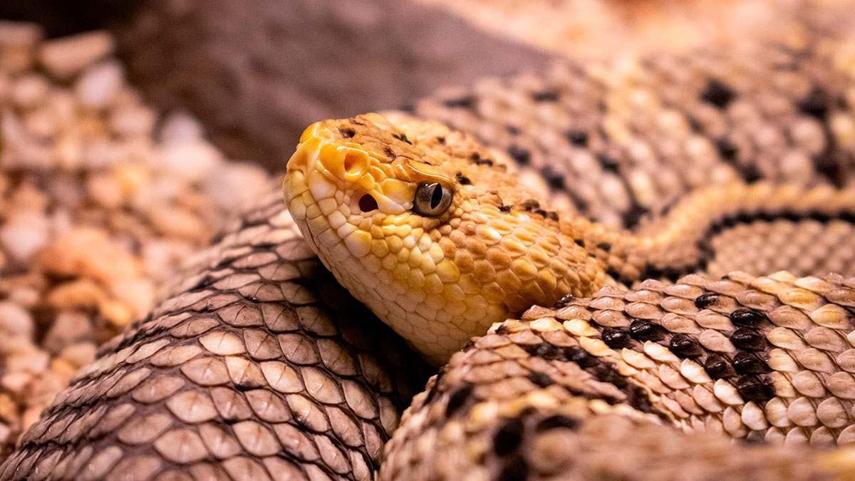 Do crescimento à defesa contra parasitas, o fenômeno da ecdise revela detalhes impressionantes sobre a vida das cobras