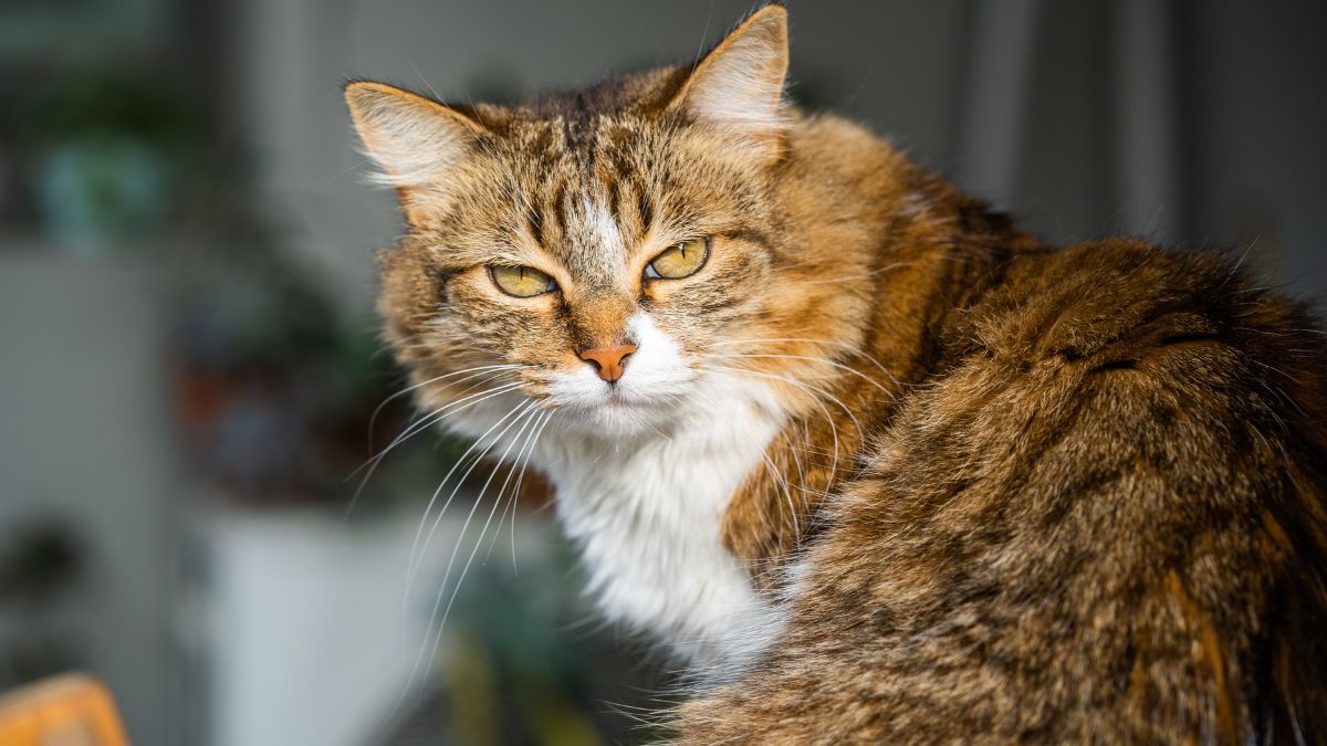 Comportamentos defensivos e mudanças na rotina podem ser indicativos de que o felino não gosta de alguém