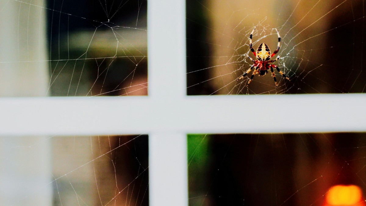 Esses truques auxiliam a afastar aranhas do seu lado