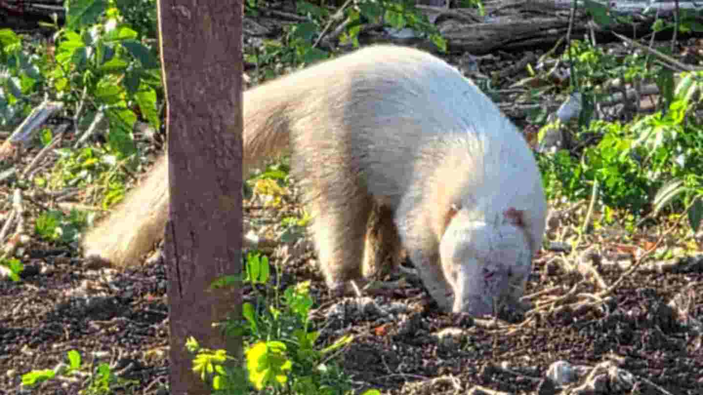 Aparição é incomum e surpreendeu moradores