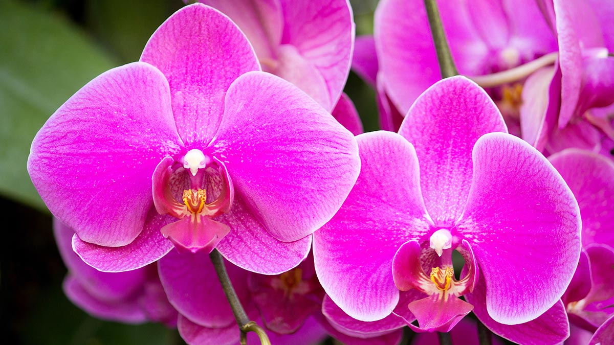 Graças a este truque, suas orquídeas parecerão ter saído diretamente de uma exposição