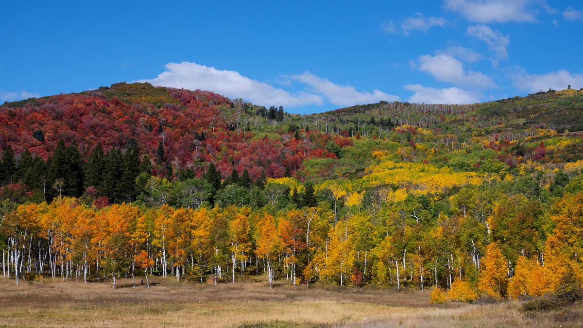 Estamos falando do Pando, um organismo vegetal impressionante que, à primeira vista, parece uma floresta comum.
