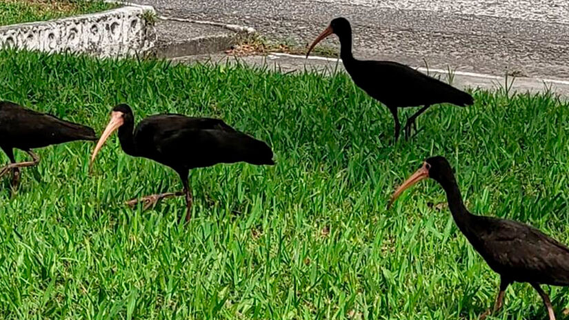 Você já ouviu falar do tapicuru (Phimosus infuscatus)?