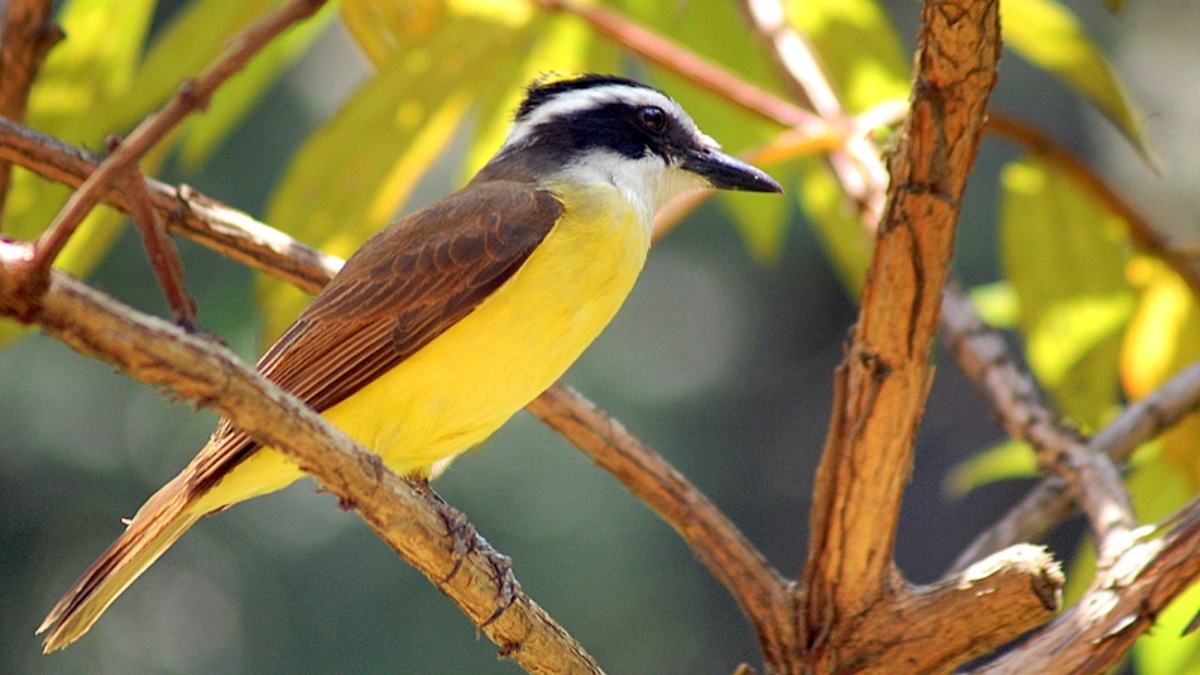O bem-te-vi, pertencente à família dos Tiranídeos, é uma ave muito popular no Brasil e em outros países
