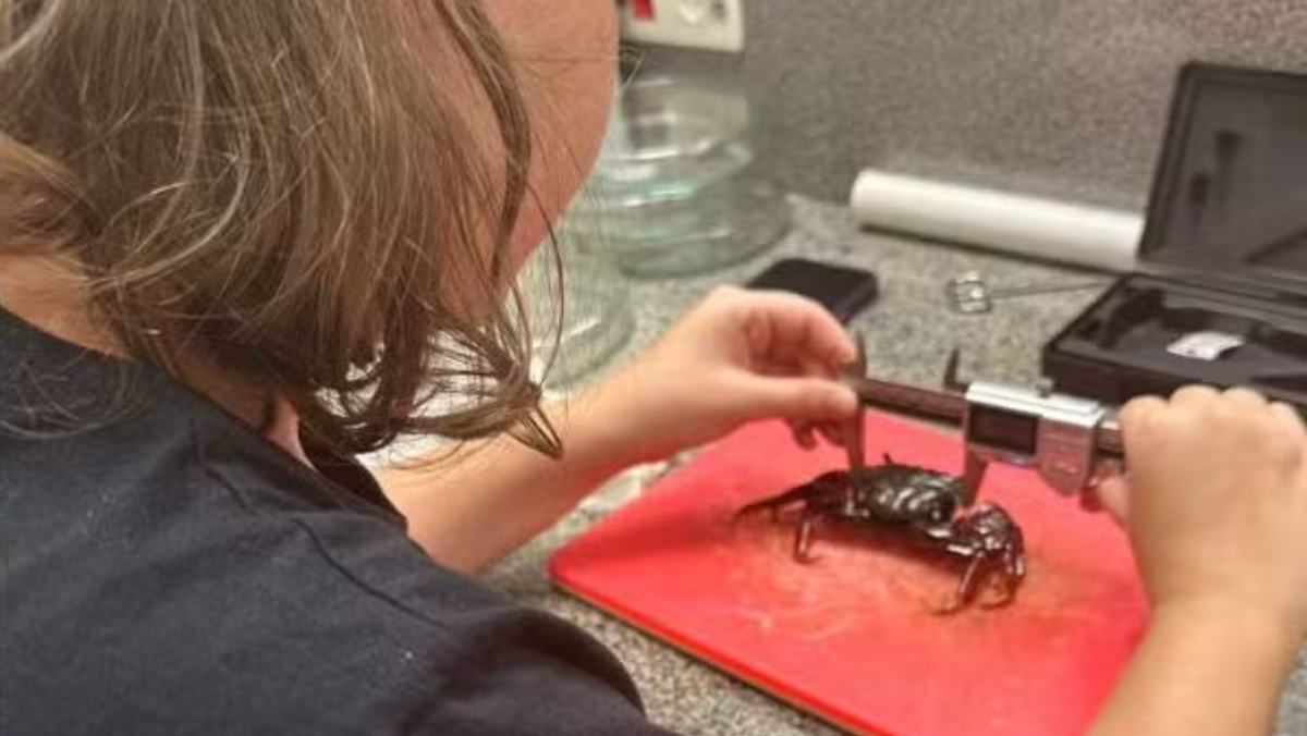 Os pesquisadores coletaram amostras de sedimento, água e de três espécies de caranguejo comuns na região