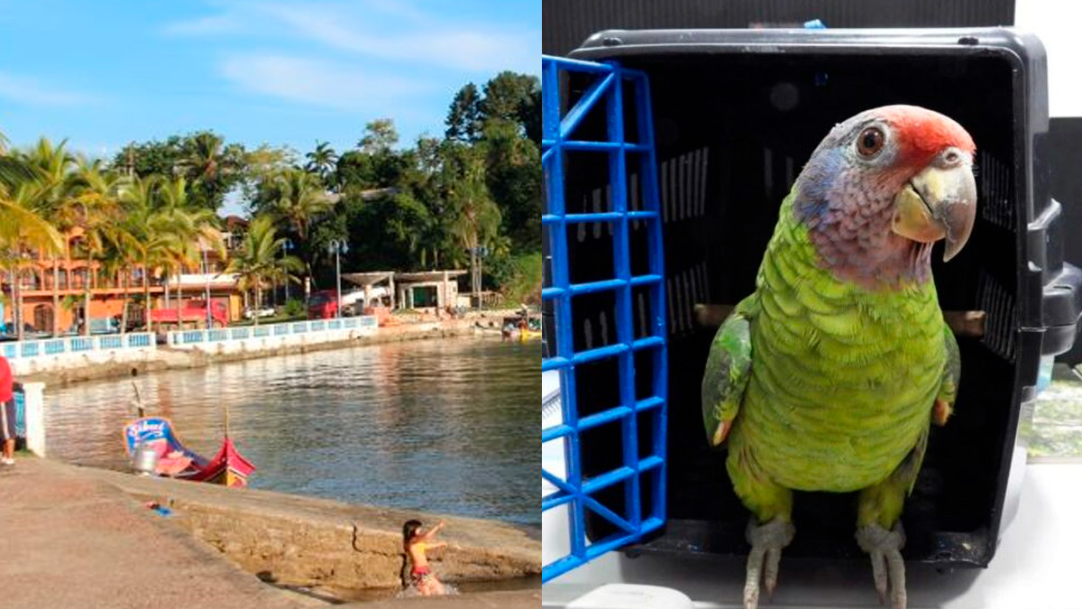 No litoral do Paraná, uma pequena cidade esconde um dos maiores tesouros naturais do país.