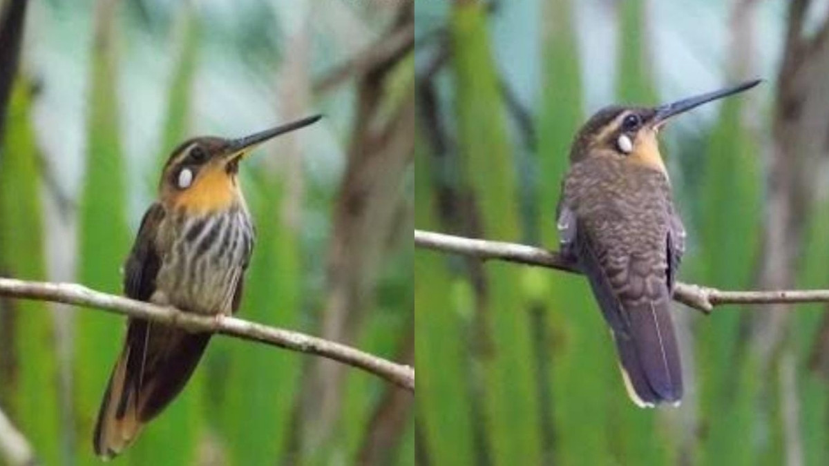 O Beija-flor-rajado (Ramphodon naevius) é endêmico da Mata Atlântica