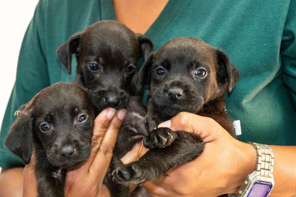 O Sebem é responsável por analisar todas as denúncias recebidasé responsável por analisar todas as denúncias recebidas