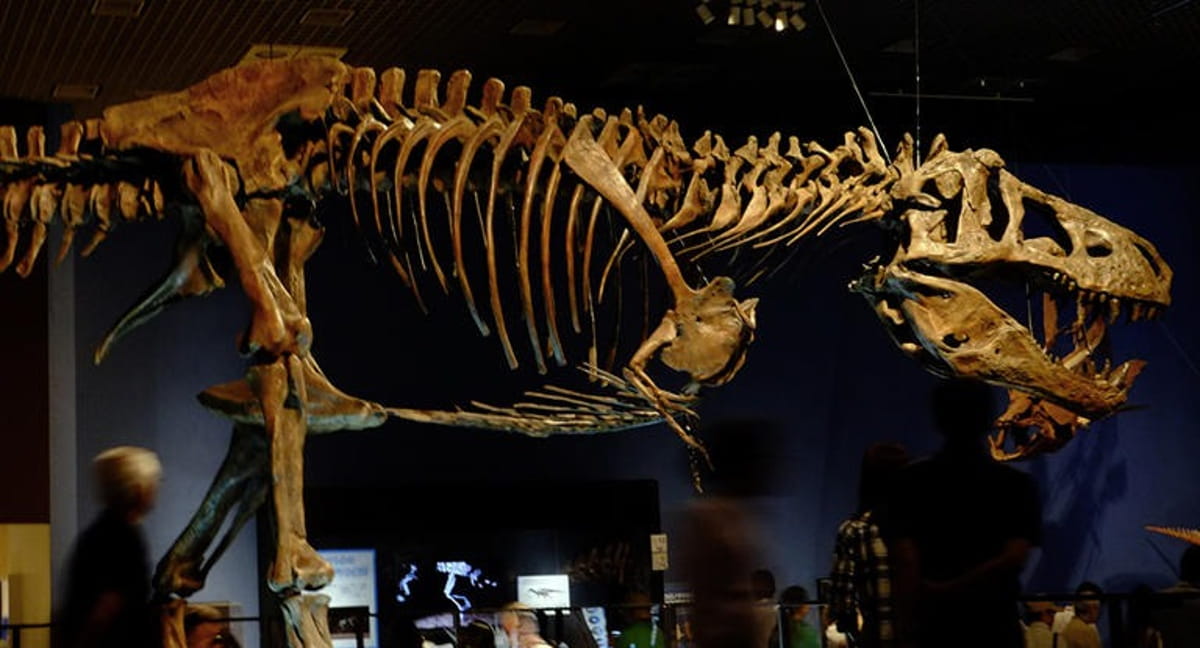 Os vasos sanguíneos foram identificados no fóssil apelidado de "Scotty", considerado o maior T. rex já encontrado e um dos mais completos da espécie