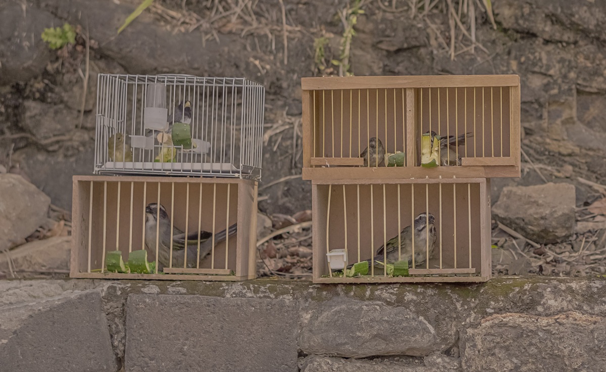 Animais foram apreendidos, o suspeito encaminhado à delegacia e a Polícia Ambiental acionada para identificar as espécies
