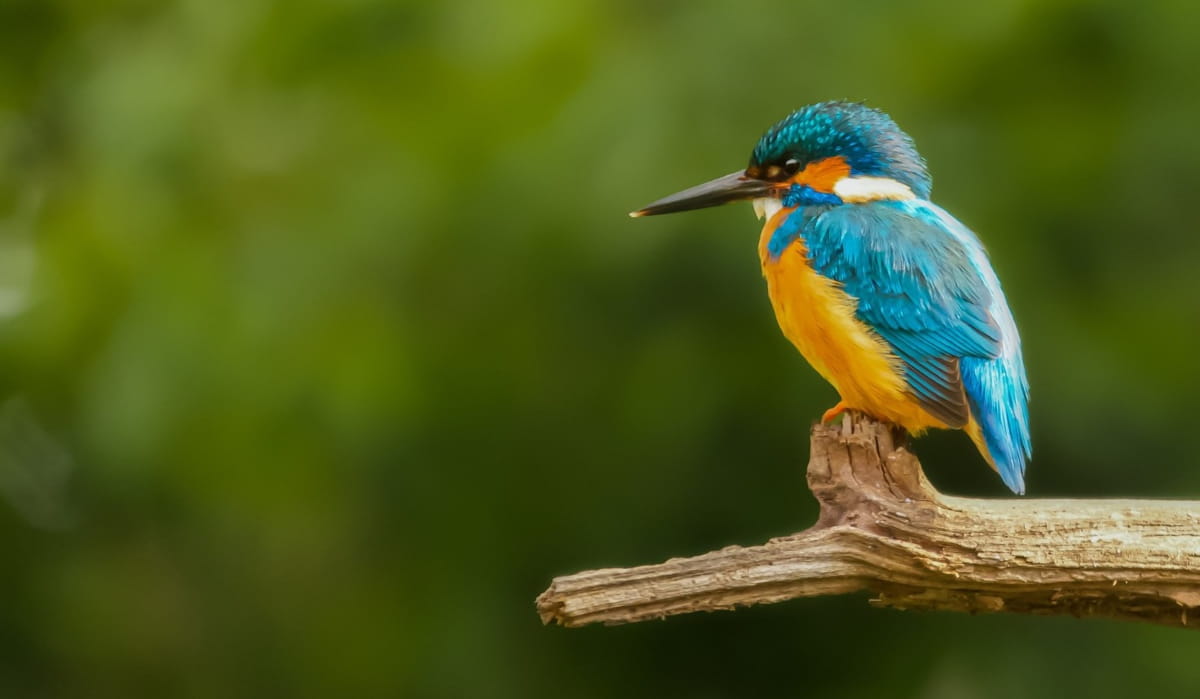 Para sobreviver, as aves coloridas precisam de abrigo em áreas densas de vegetação, mas nas cidades elas se tornam mais visíveis e vulneráveis à predação