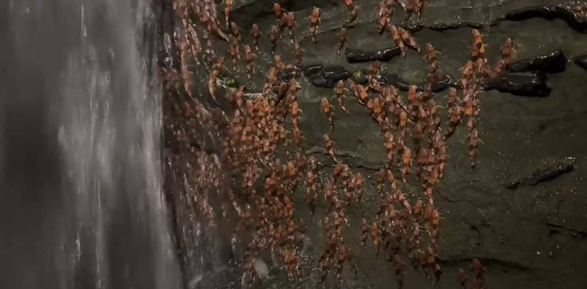 Peixes fazem força e nadam no sentido contrário a correnteza em cachoeira