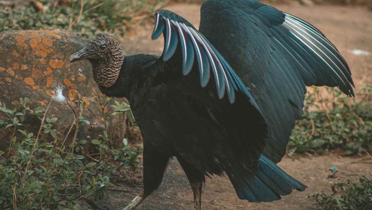 Em resumo, essas bactérias foram encontradas em aves silvestres