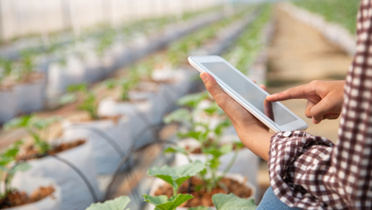 O potencial econômico é comparado ao que a soja representou há meio século