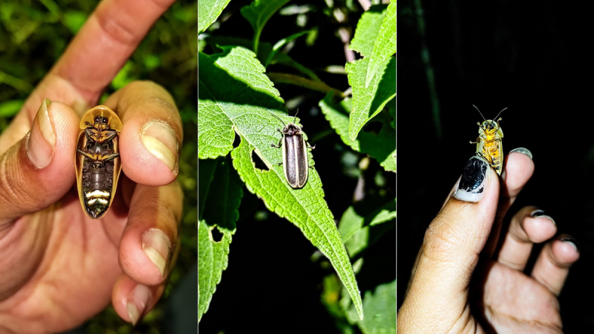Muitas espécies vêm sendo ameaçadas e outras já podem ter sido extintas