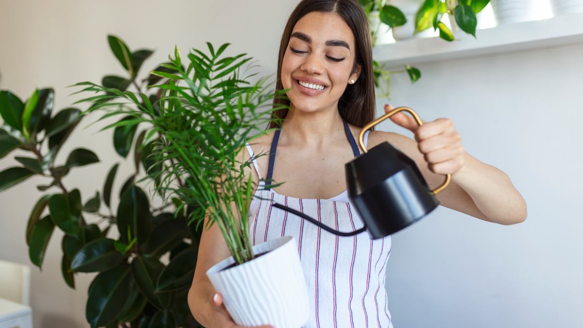 O ideal é observar a reação da planta após a primeira aplicação
