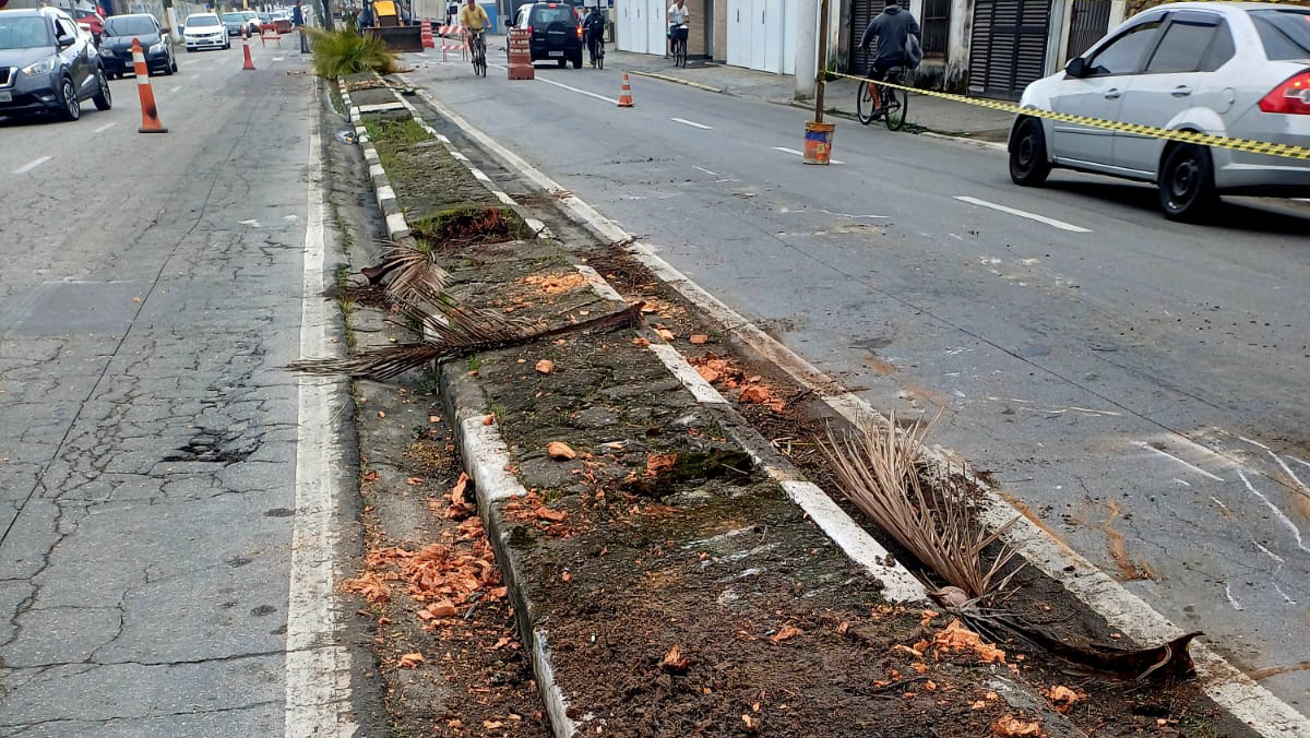 A retirada dos coqueiros marca o início das obras do primeiro trecho da ciclovia no corredor viário