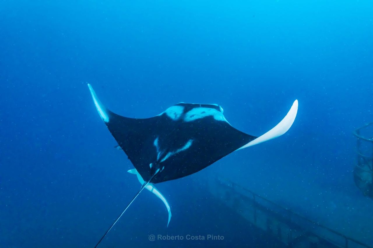 Raia-manta foi batizada de Mobula yarae, em homenagem à Iara