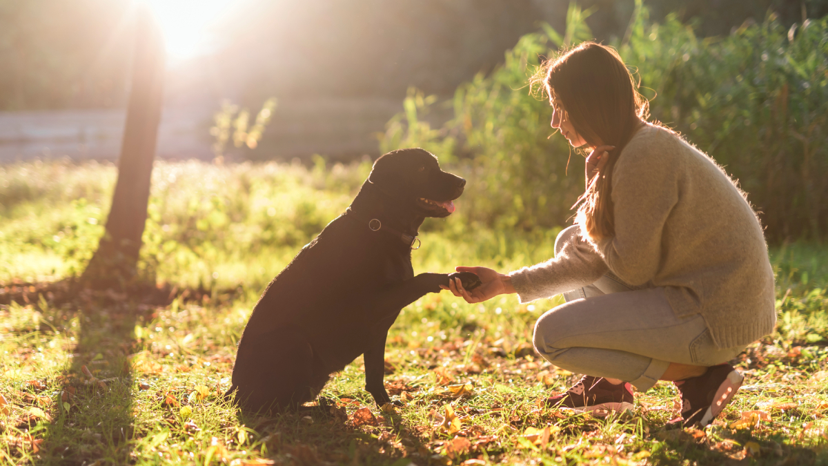 O contato físico com os animais mostrou efeitos imediatos no equilíbrio emocional