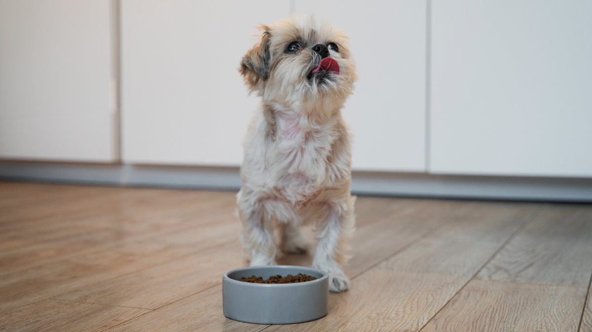 Identificar a origem do problema é fundamental para preservar o bem-estar do pet