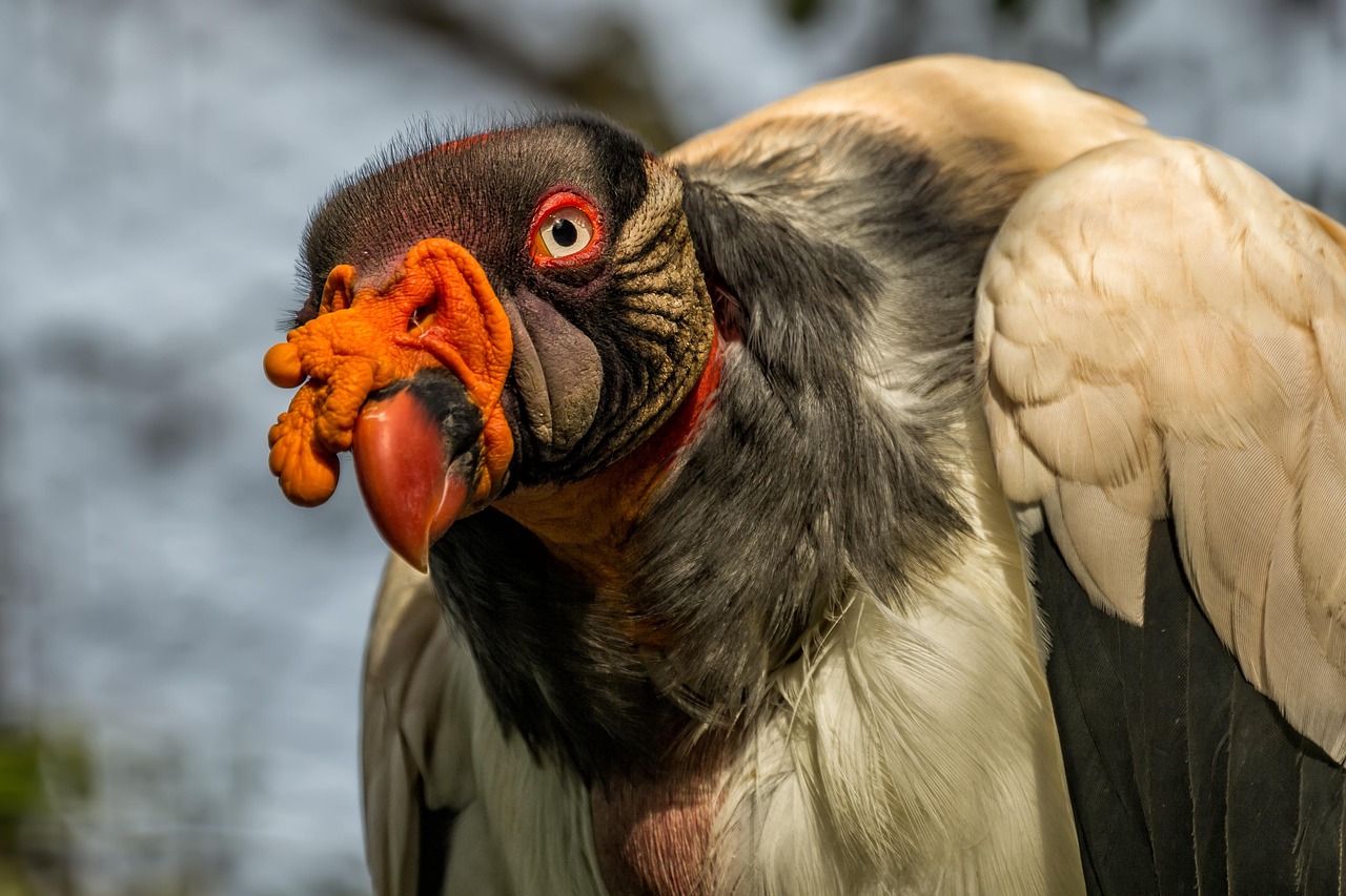 As aves carniceiras ficam vulneráveis enquanto tomam banho de sol