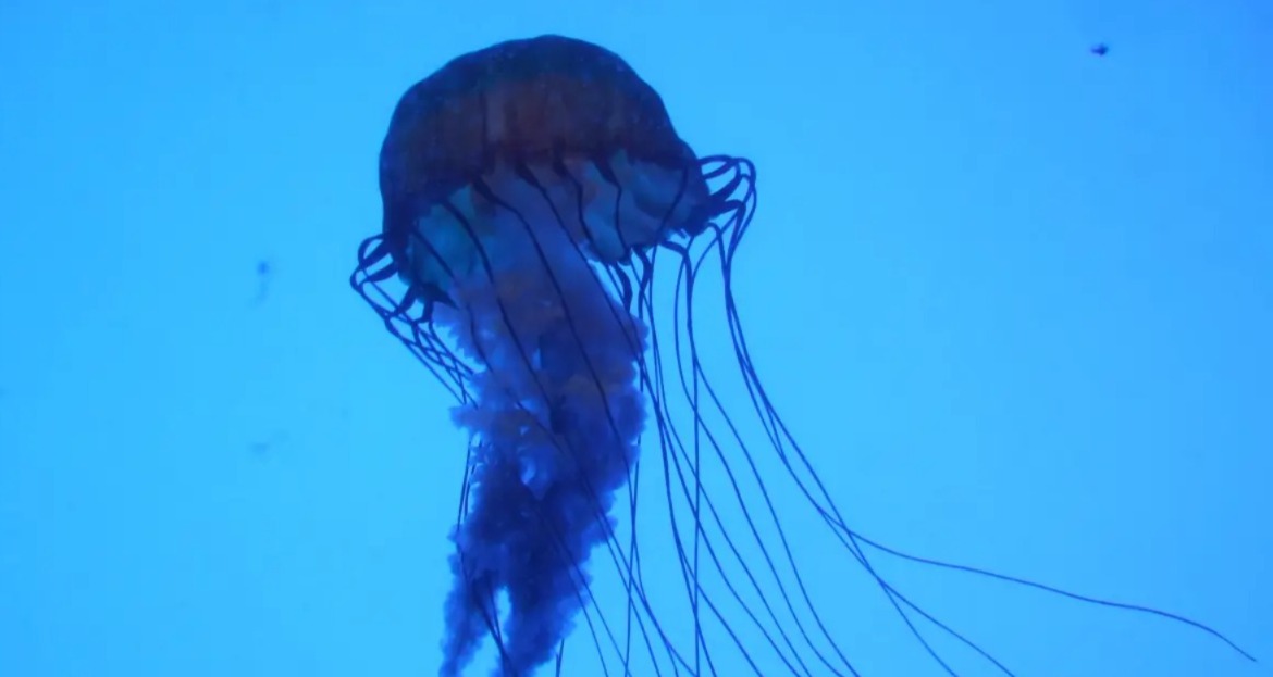 A toxina da vespa-do-mar é extremamente potente e afeta diretamente o sistema nervoso e cardiovascular