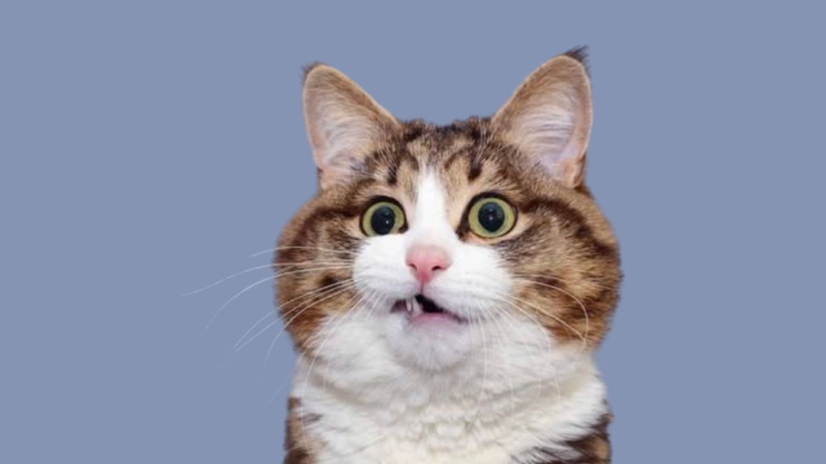 Rexie, o gato russo que encanta as redes com suas expressões únicas, vive feliz e ativo mesmo após perder o movimento das patas traseiras