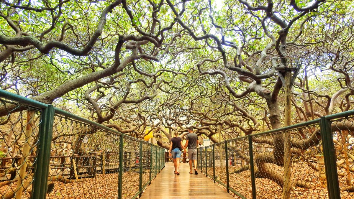 Uma 'floresta' formada por um único organismo, símbolo vivo da cidade de Parnamirim (RN)