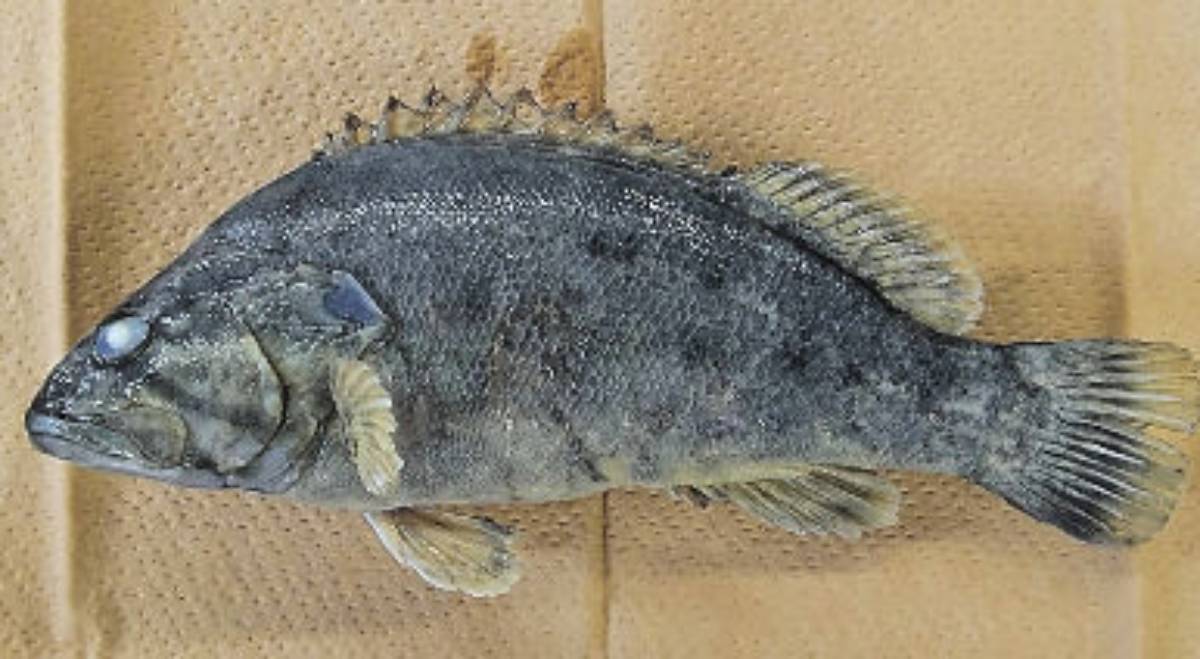 Cientistas e pescadores confirmam segundo caso no mar japonês.