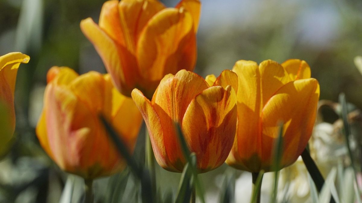 Aprenda o melhor da jardinagem caseira