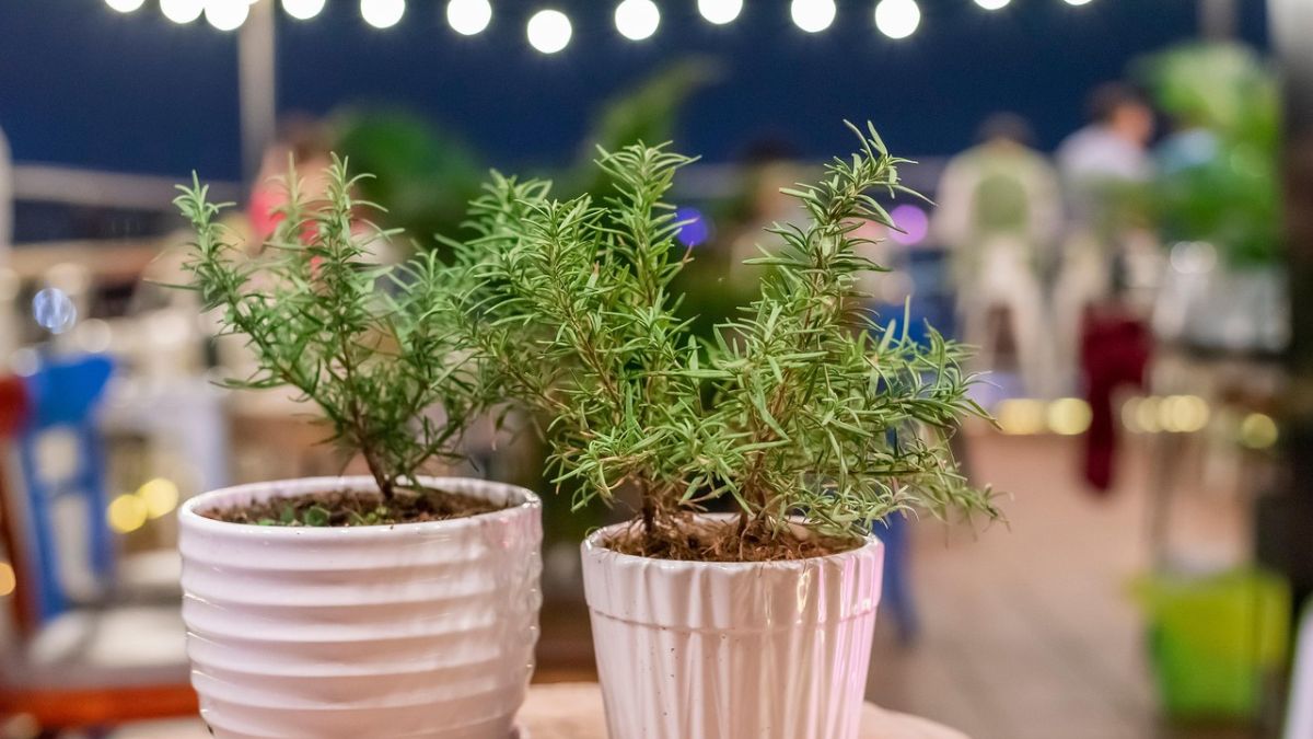 A infusão de alecrim pode melhorar a respiração e até cuidar dos cabelos