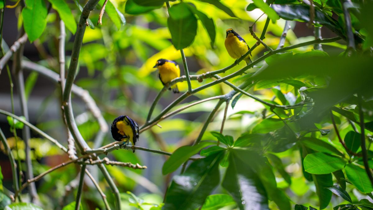 Mesmo em áreas urbanas, é possível criar um refúgio natural para as aves