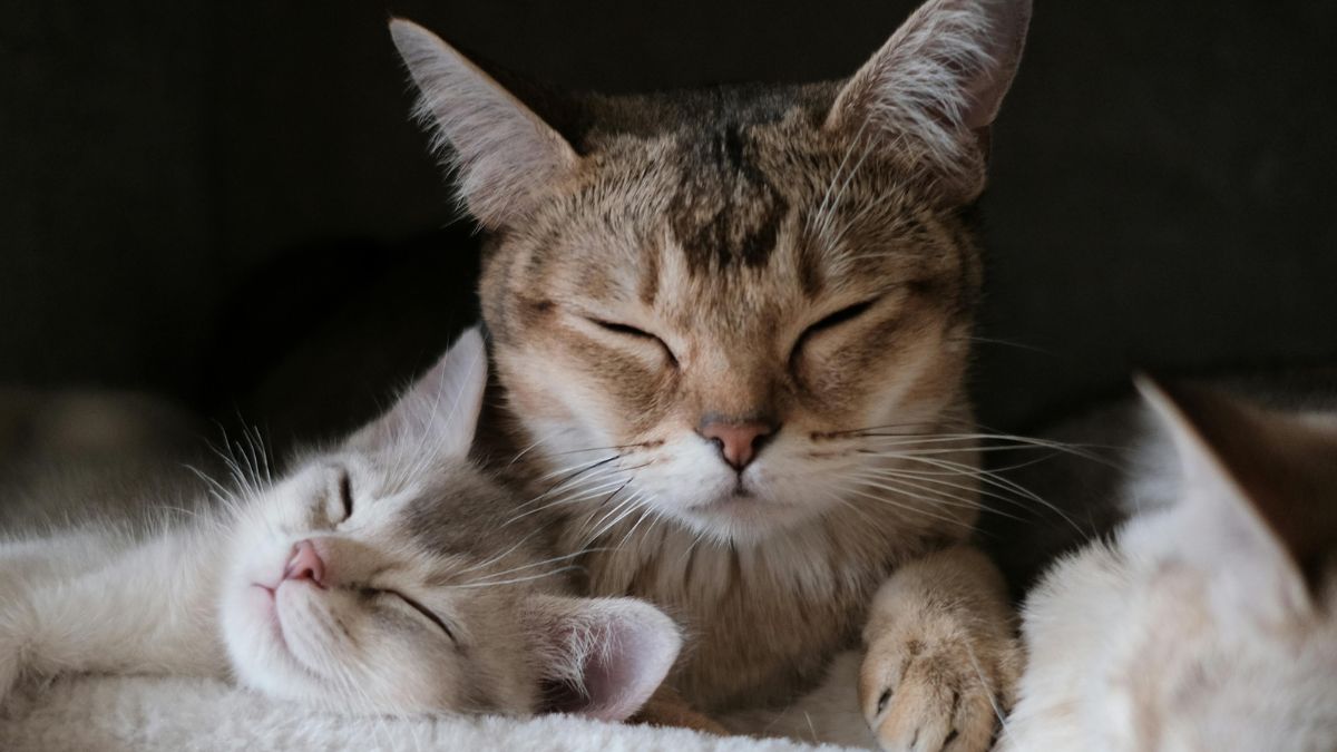 Como o seu gato afeta o seu cérebro sem você perceber (e você o dele); a ciência explica5