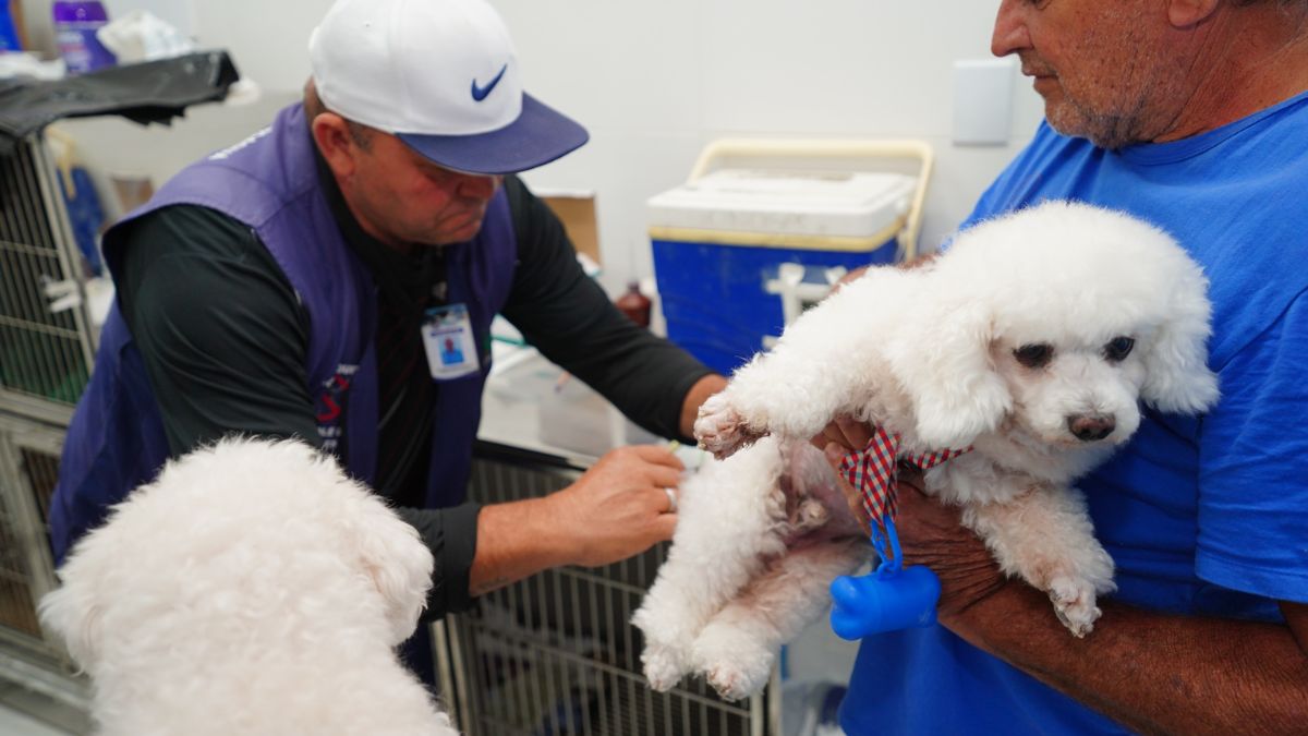 Podem ser vacinados animais com mais de quatro meses e em bom estado de saúde
