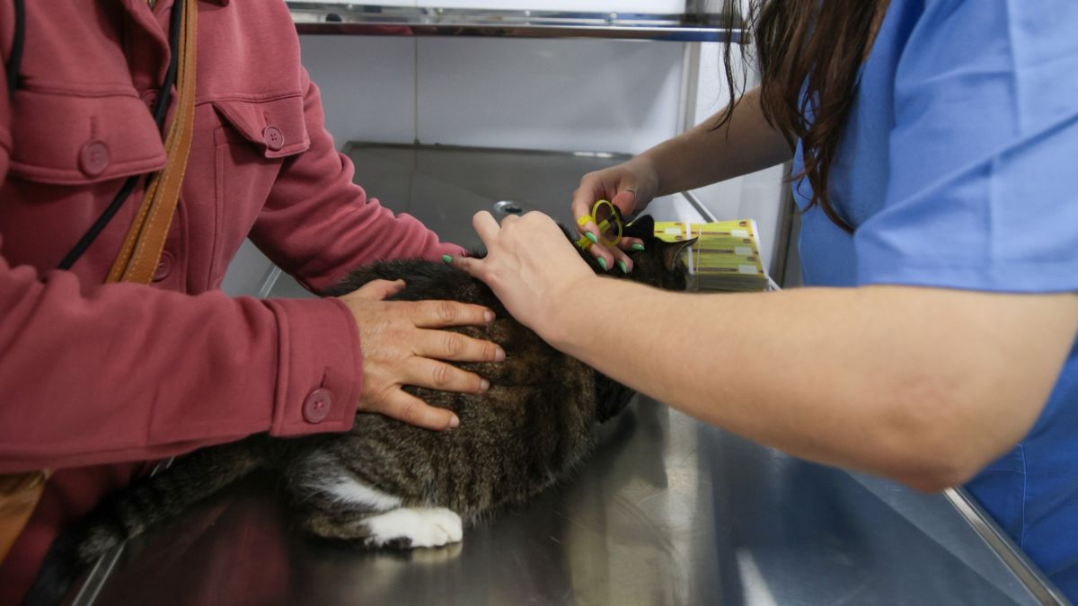 O projeto ficará disponível até o final de dezembro