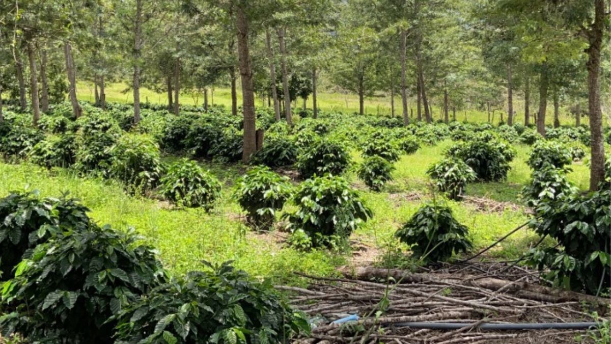 Conhecida como "Terra do Café", a cidade mais fria do Nordeste surpreende turistas