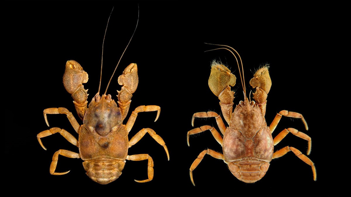 A 'Aegla tamanduatei' foi encontrada na Gruta de Santa Luzia, em Mauá, dentro do Parque Municipal que leva o mesmo nome