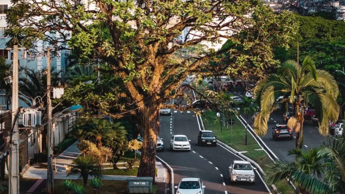 A arborização das ruas melhora o clima, valoriza a paisagem e transforma Maringá em cidade acolhedora.6