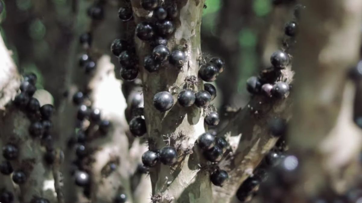 O jabuticabal começou com uma proposta ousada do fazendeiro