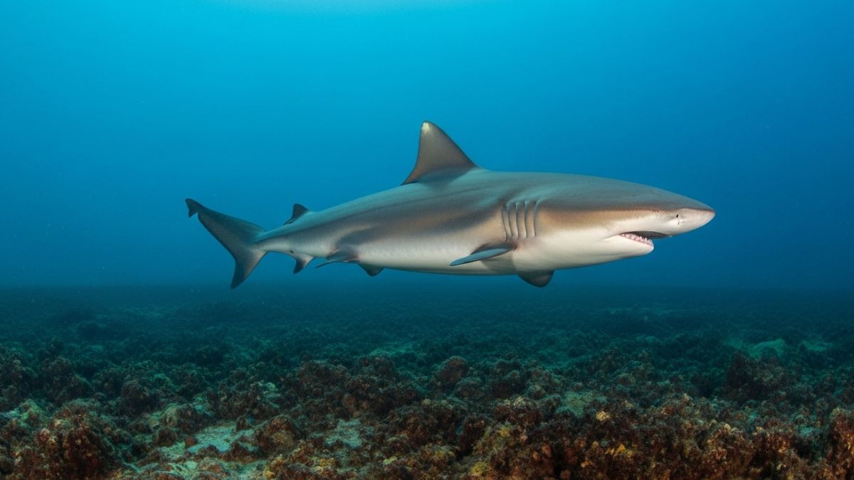 Segundo o IBAMA, 83% das espécies de tubarões e raias vendidas no país estão ameaçadas