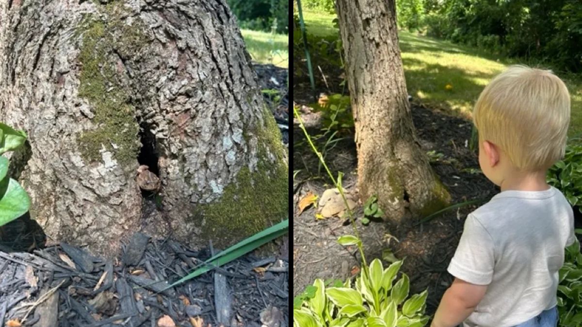 Theo observa atentamente o sapo Sr. Toad em seu pequeno abrigo no jardim uma amizade que uniu curiosidade infantil e amor pela natureza