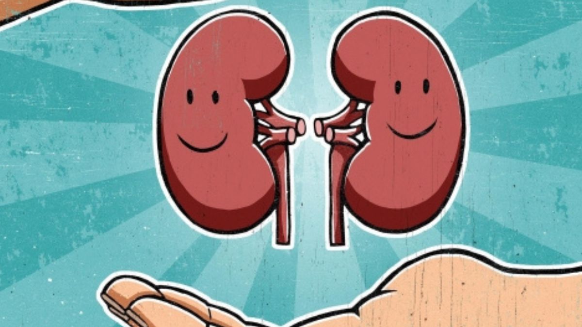 Como manter seus rins jovens o maior tempo possível; confira algumas regras de ouro