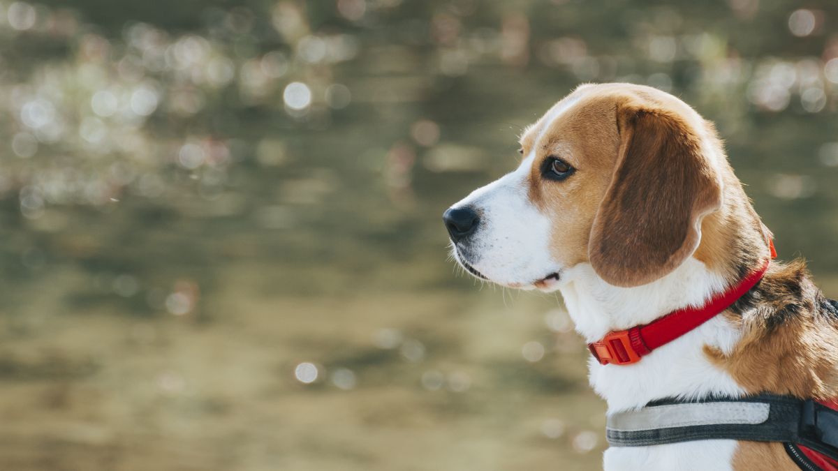 Essas raças estão prontas para encher sua vida de carinho e lealdade inabalável