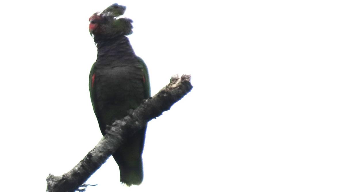 Fábio Barata pediu imediatamente para que o grupo registrasse a importante observação