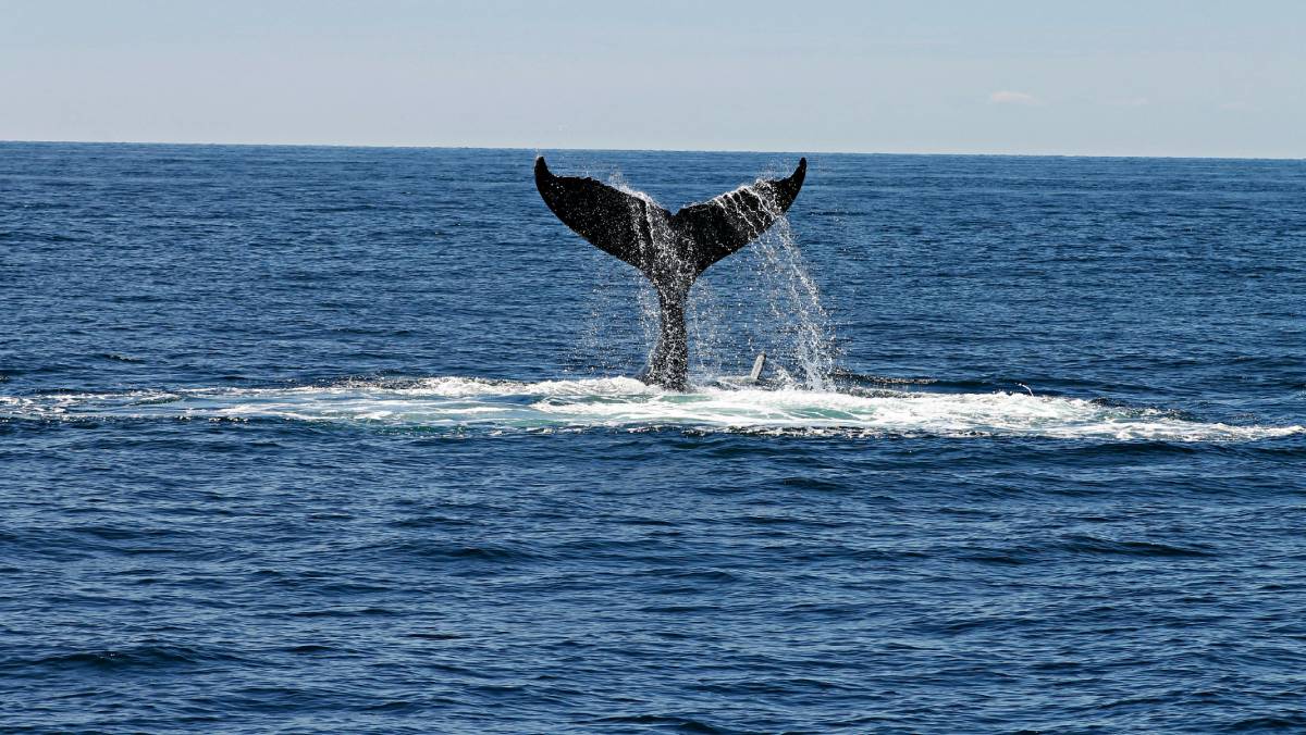 Na análise de sua biologia, foi descoberto um sistema digestivo completo e um dente muito semelhante ao siso humano